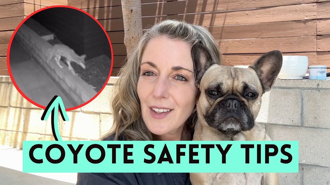When a Coyote Comes Too Close | How to Protect Your Pets