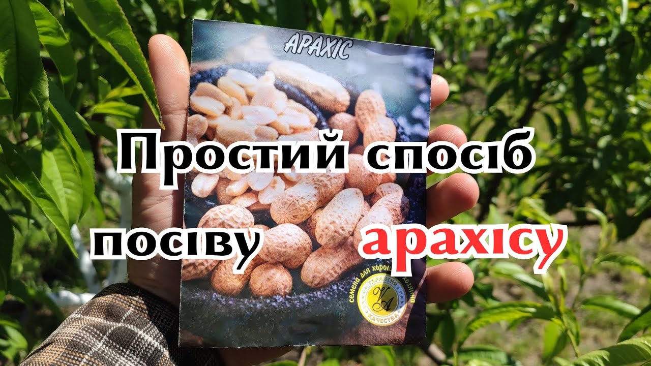 Посів насіння арахісу| Як правильно посіяти арахіс, щоб мати високі та гарні врожаї.