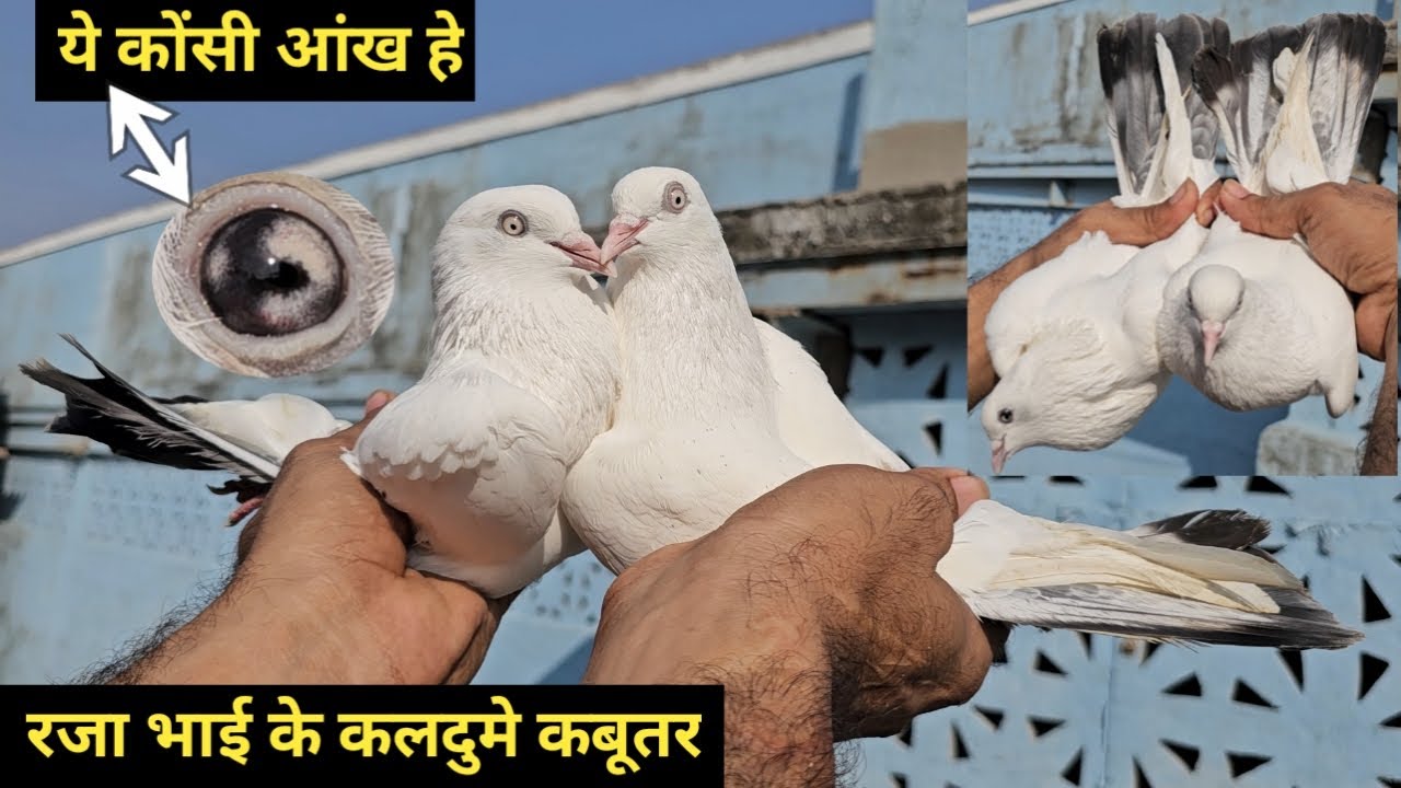 Raza Bhai Ke Kaldume, Nildume,Ghare,Khawre Kabootar.Jay Kabootar jai KabutarJay Kabutar jai Kabootar