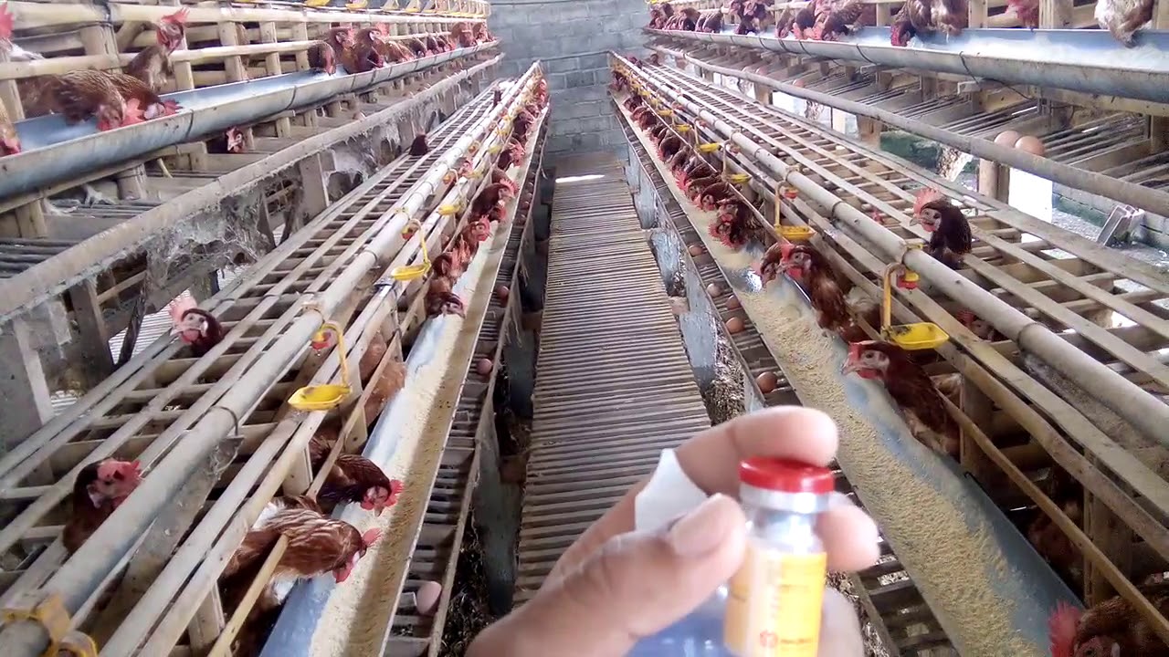 fungsi dan cara aplikasi vaksin nd lasota untuk ayam