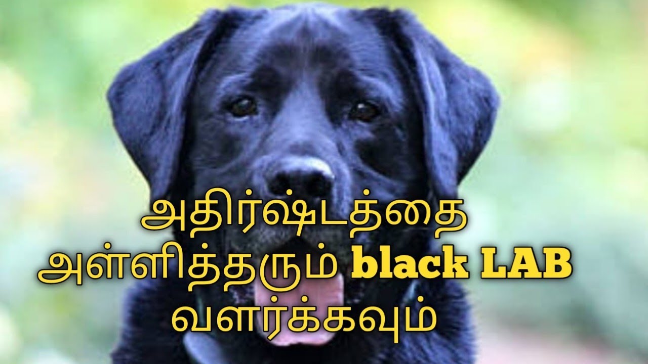 நிலையான வேலை , தொழில் அமைய பரிகாரம் ..