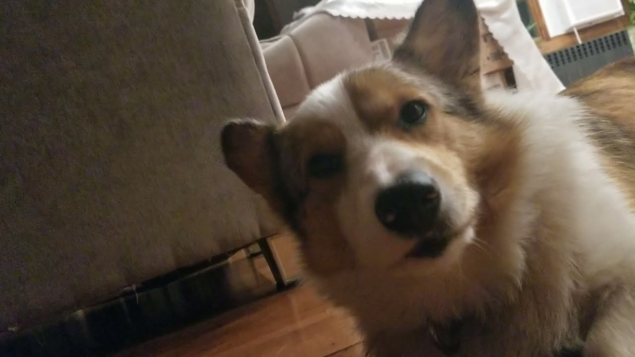 Corgi whining