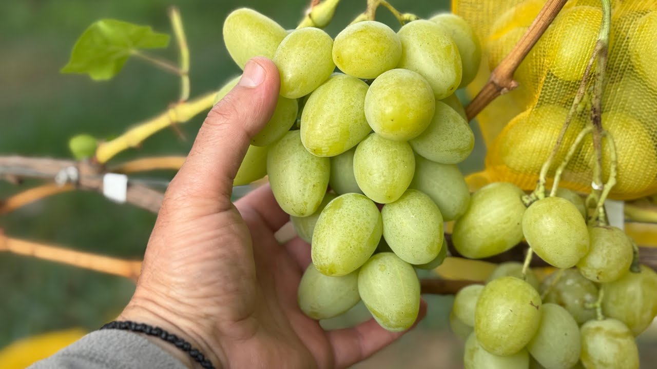 Preferatul meu, Muscat Liubim&acirc;i, struguri de masa, vita de vie de colectie. 7 septembrie 2025