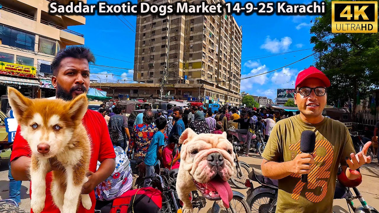 Saddar Dogs Market 14-9-25 Karachi | German Shepherd American Pit Bull Terrier Siberian Husky Dogs
