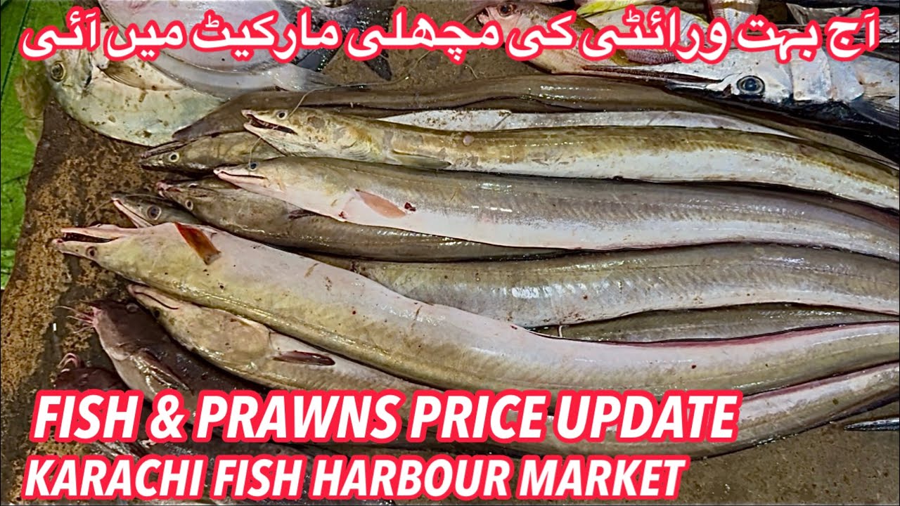 FISH & PRAWNS PRICE UPDATE KARACHI FISH HARBOUR MARKET January 15, 2026