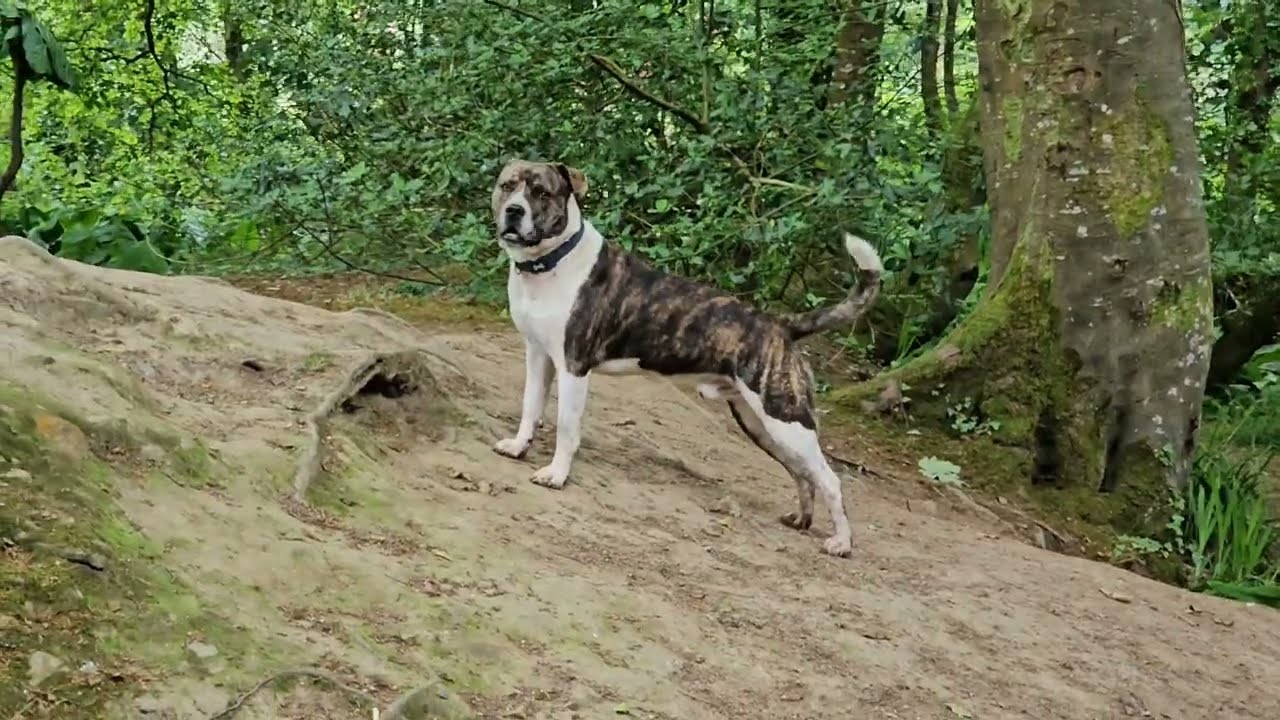 Dewy's adventures (dog walks around the penwith area) with calming music