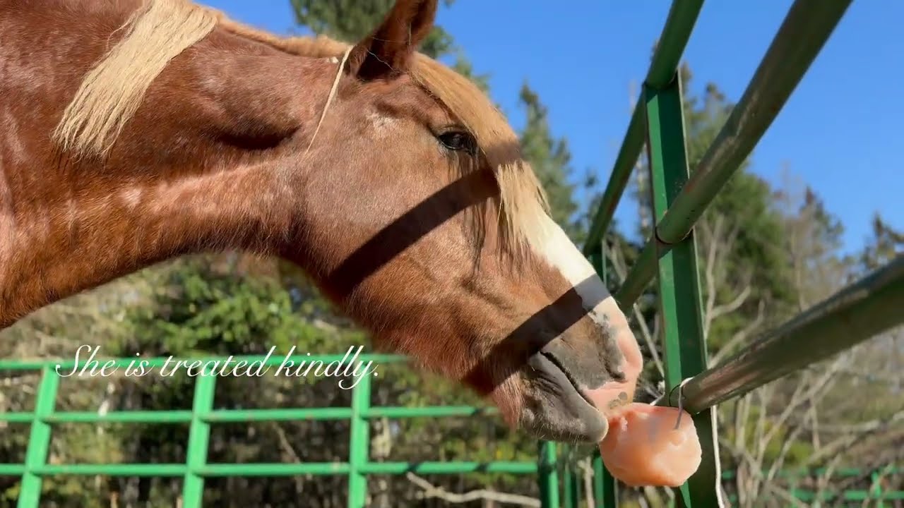 Rescued Blind Draft Horse | Meet Ivy
