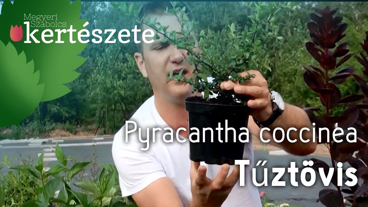 Szúrós sövények: Tűztövis csemete eladó - Pyracantha coccinea
