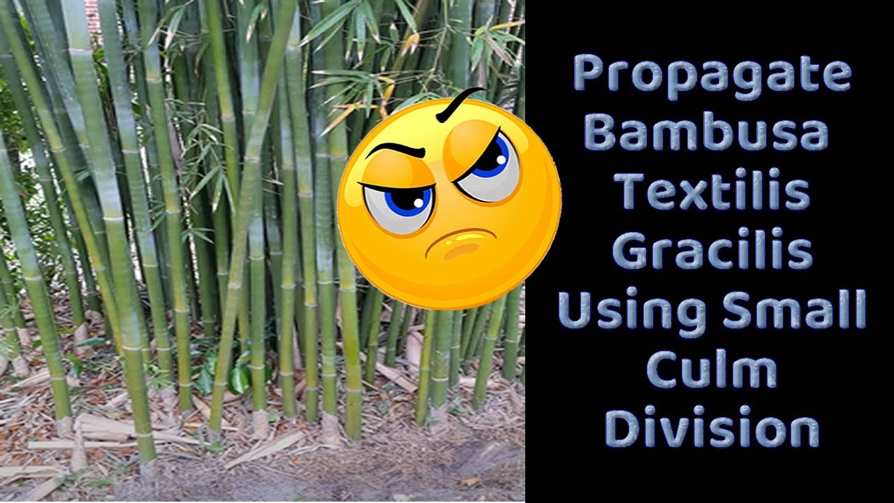 Propagate Bambusa Textilis Gracilis Using Small Culm Division