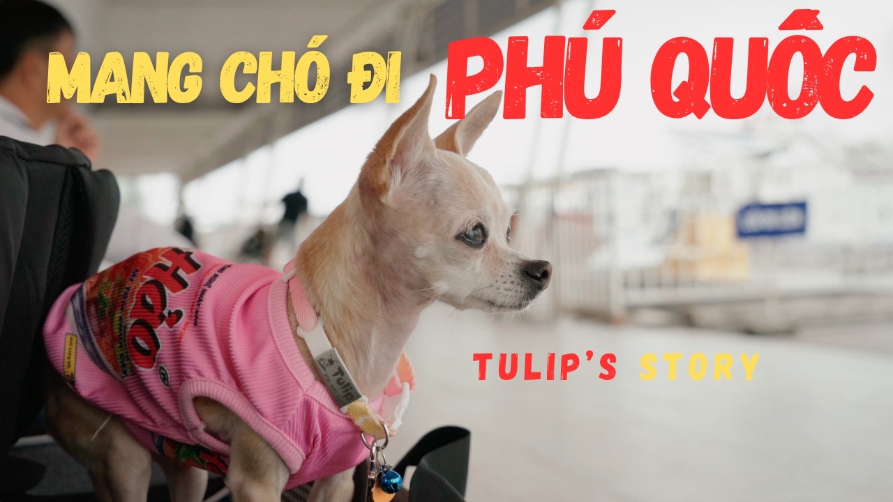 Mang Chó Từ Nước Ngoài Đi Phà Qua Phú Quốc 🐶🚢 | Ferry to Phu Quoc with My Chihuahua
