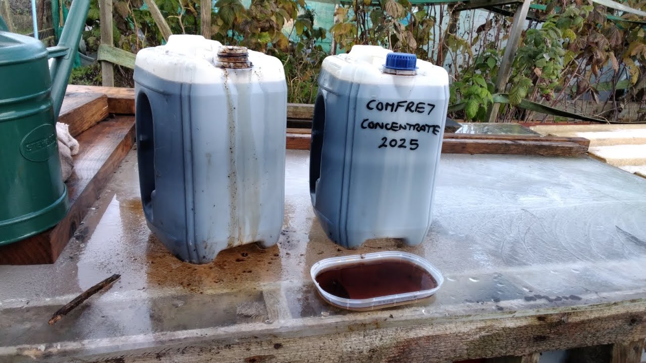 2025 Comfrey Concentrate Harvest ❄️ @jennyfromtheplot ❄️ Jobs For December