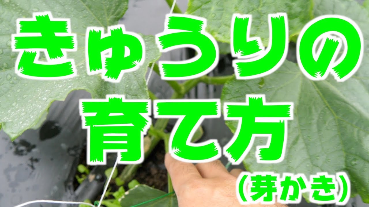 6/11  きゅうりの育て方（芽かき）とミニトマト誘引#400