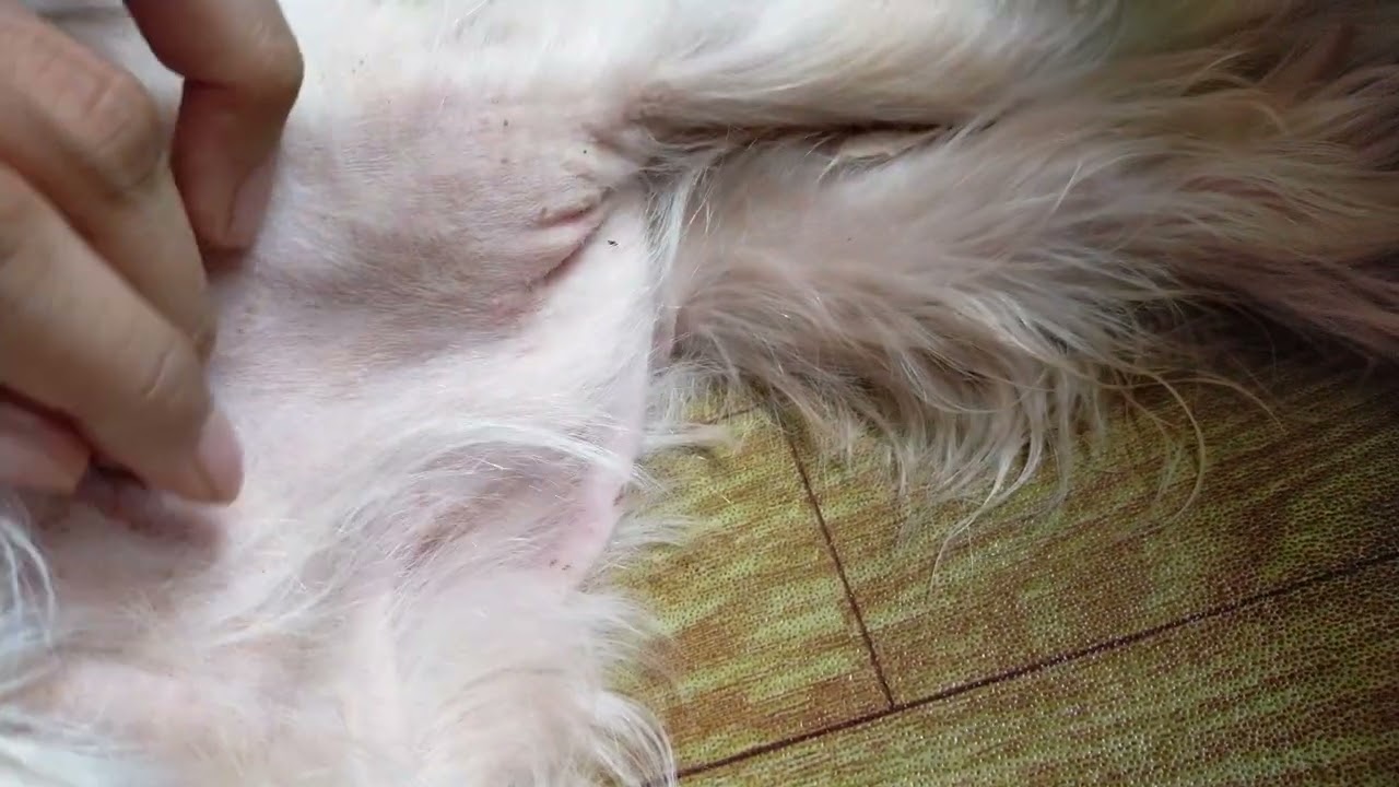3 days after using detick dog fleas killer