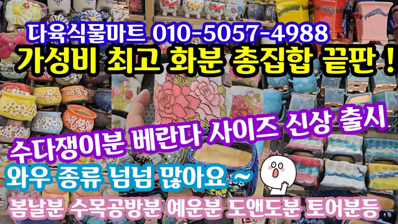 #다육이화분쇼핑 # 다육식물마트 010-5057-4988(25.11.21)🛍수다쟁이분 신상부터 사이즈별 가성비화분 총판 !!🌸