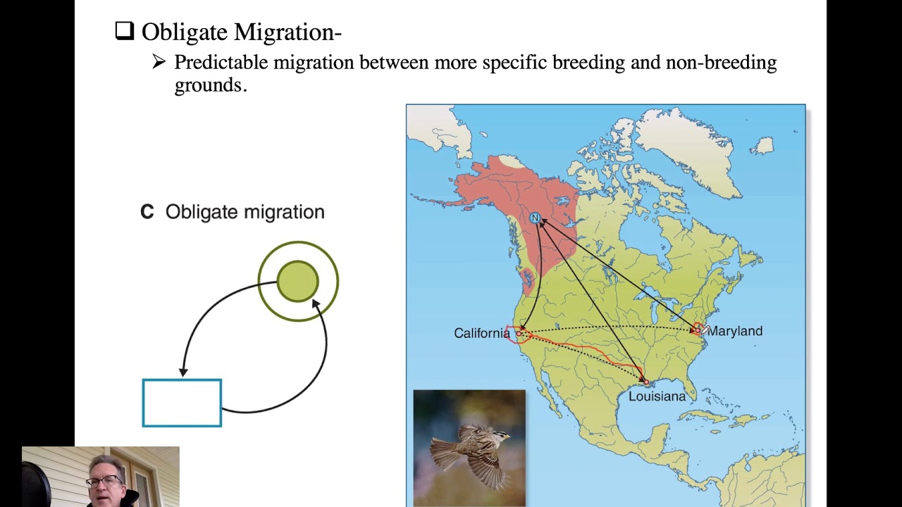 Orn. 14, Migration