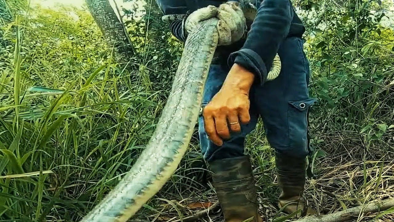 Lạnh Người - Con Nầy Nó Muốn Thành Tinh Rồi