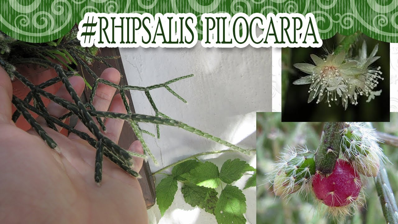 #Suculentadodia! | Rhipsalis Pilocarpa