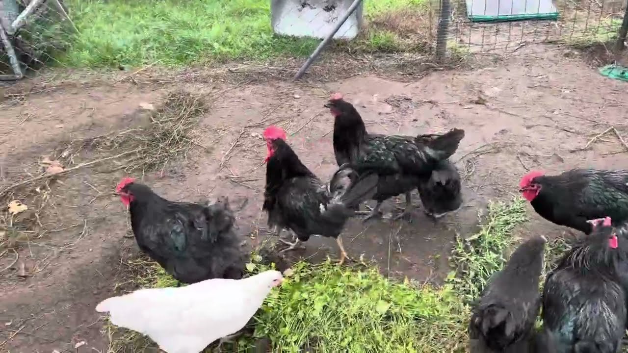 Kontrola weterynarii w mojej hodowli! Co sprawdzają? + Inwazyjne gatunki obce 🐔