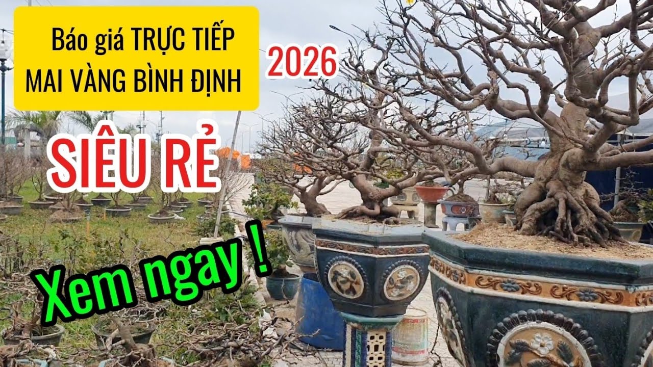 Mai vàng An Nhơn Bình Định | Báo giá trực tiếp mai vàng An Nhơn Bình Định tết 2026.