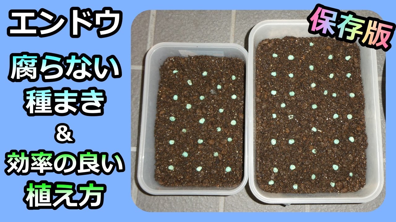 保存版【エンドウ】腐らない種蒔き＆高効率な植え付け