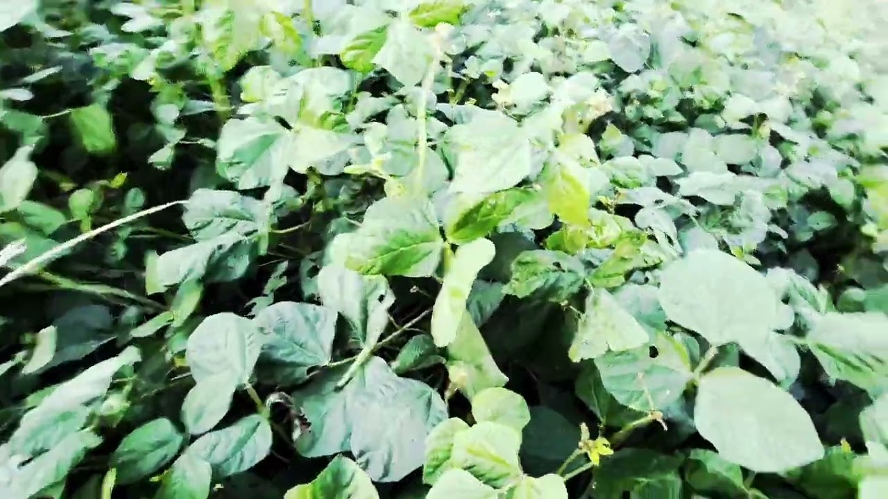 ถั่วเขียวพันธุ์kuml.8อายุ51วัน