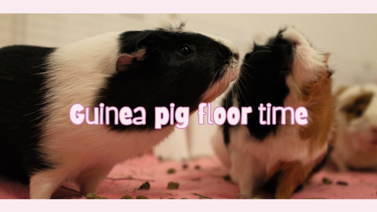 Floor time with the herd!