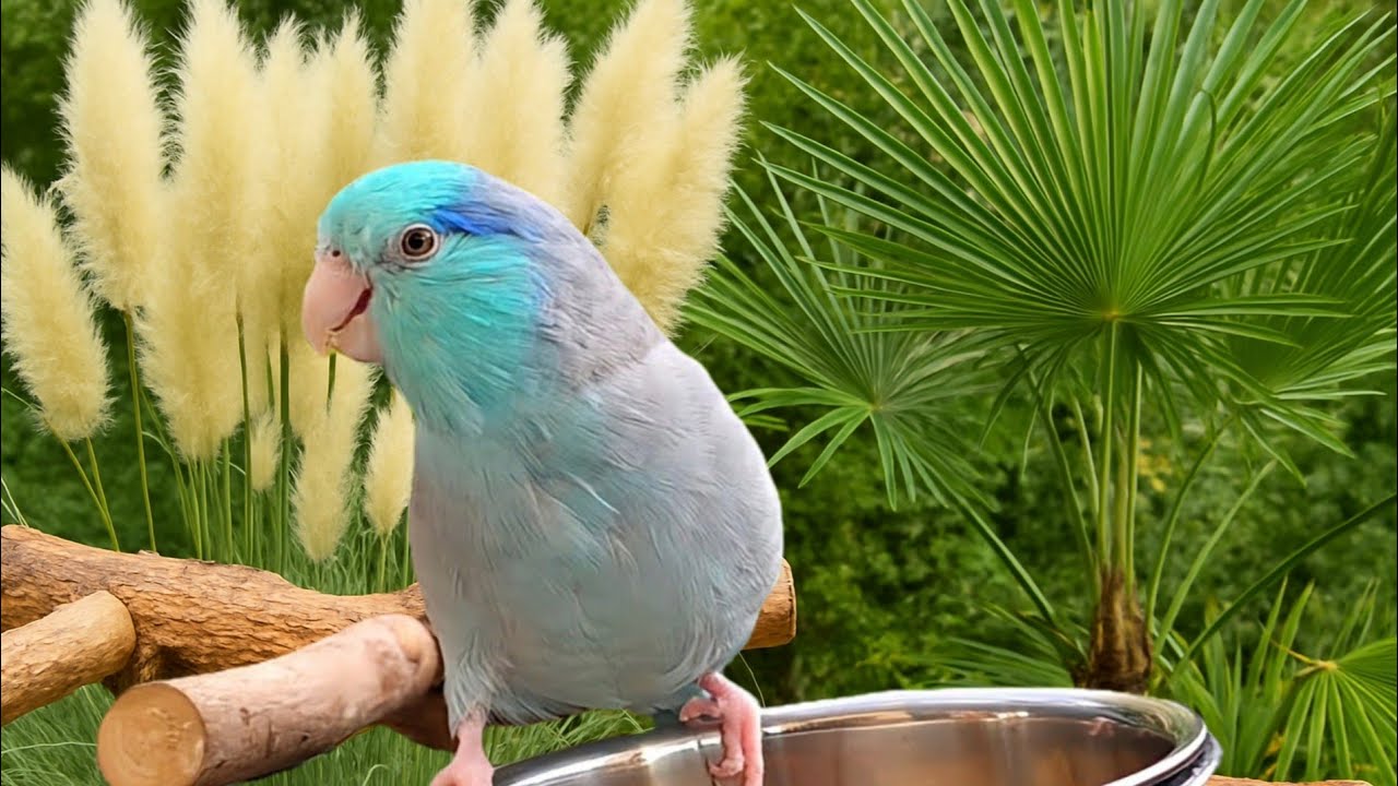 PARROT TV 📺🌴 REAL BIRDS SINGING SOUNDS 🌺 RELAXING NATURE 3 HOURS FORPUS PARROTLET