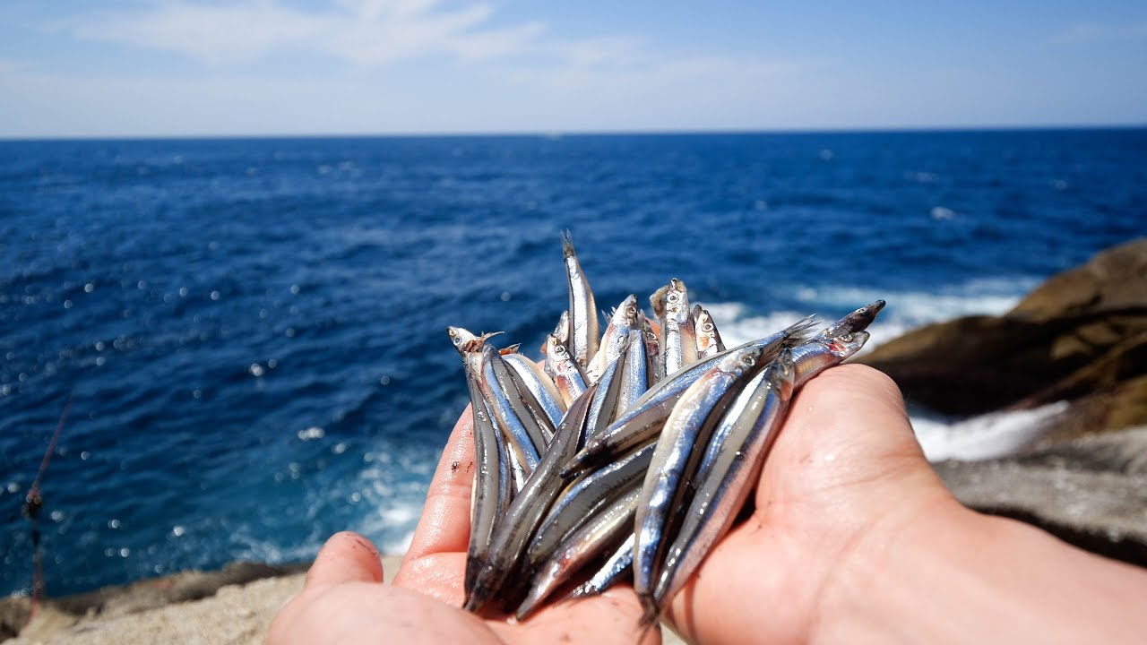 凄まじい迫力の巨大魚が泳ぐ激流の磯にキビナゴを撒くと…【屋久島編 #2】