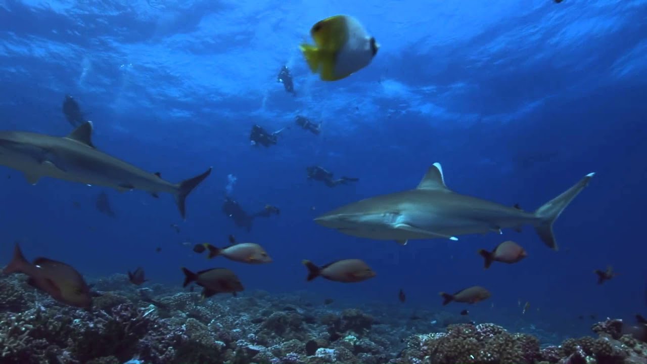 TOPDIVE Rangiroa