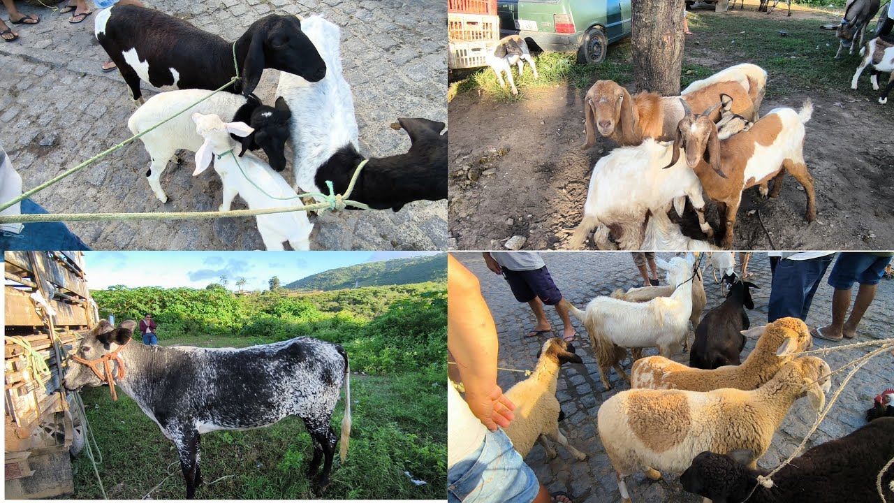 FEIRA DE ANIMAIS DE UMBUZEIRO -PB SÁBADO 09/08/2025