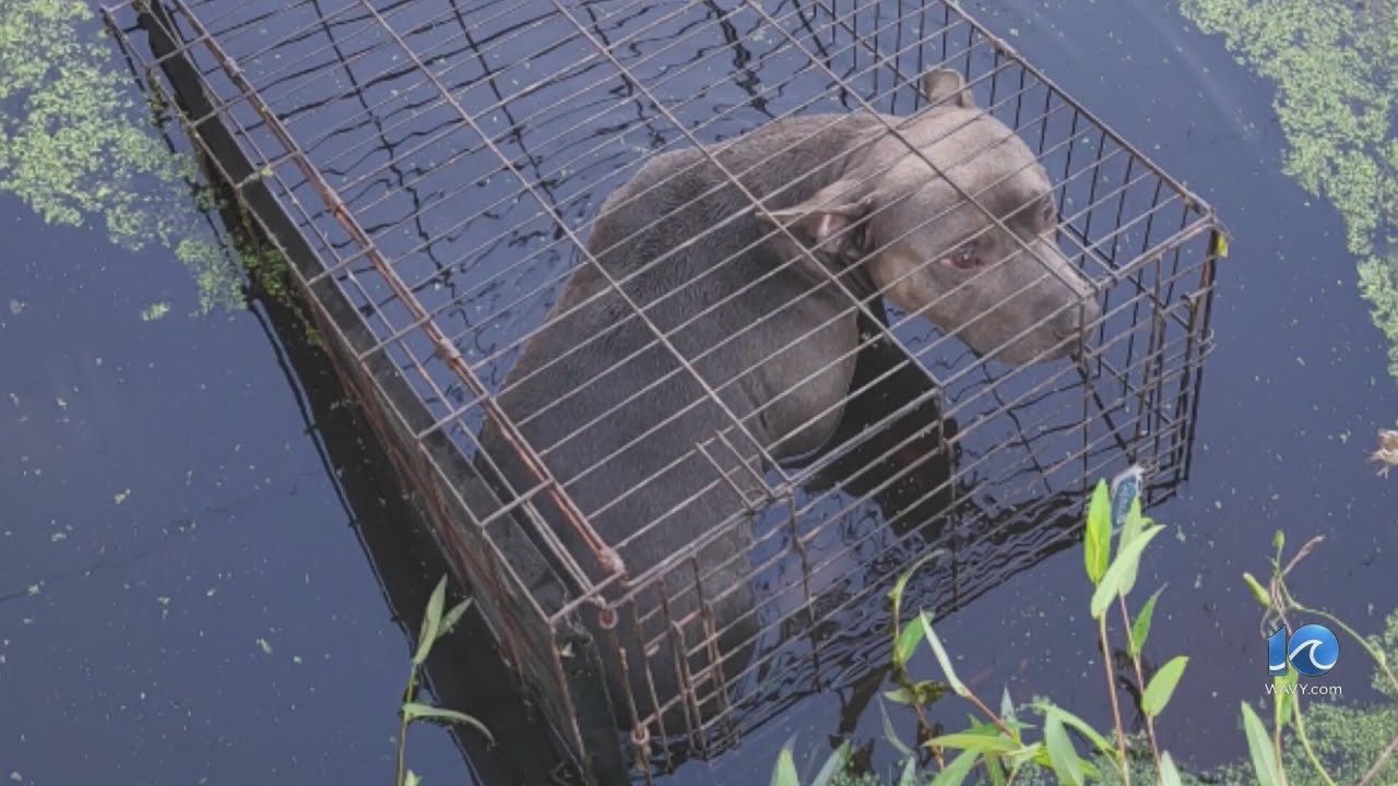 Dog 'left to die' in Suffolk swamp water