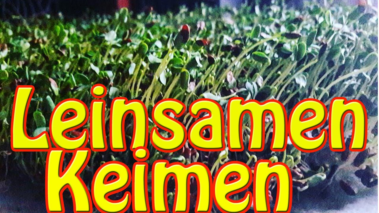 Leinsamen keimen, beste Omega 3 Quelle der Welt, Roh Vegan Blutwerte
