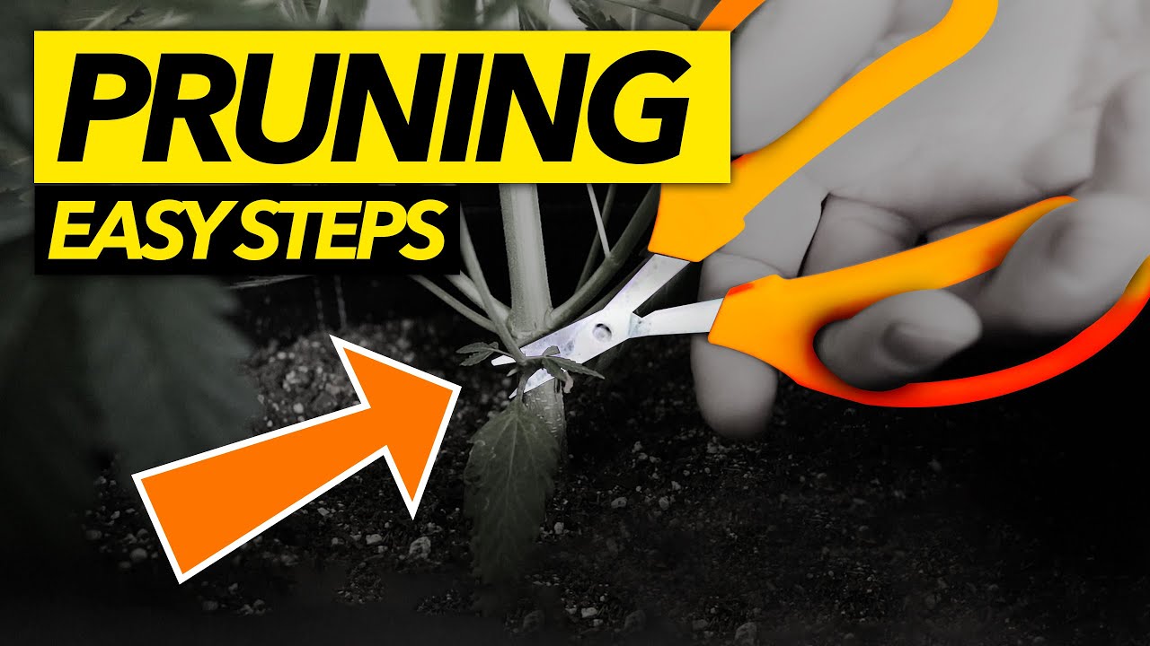 TRIMMING AND PRUNING CANNABIS