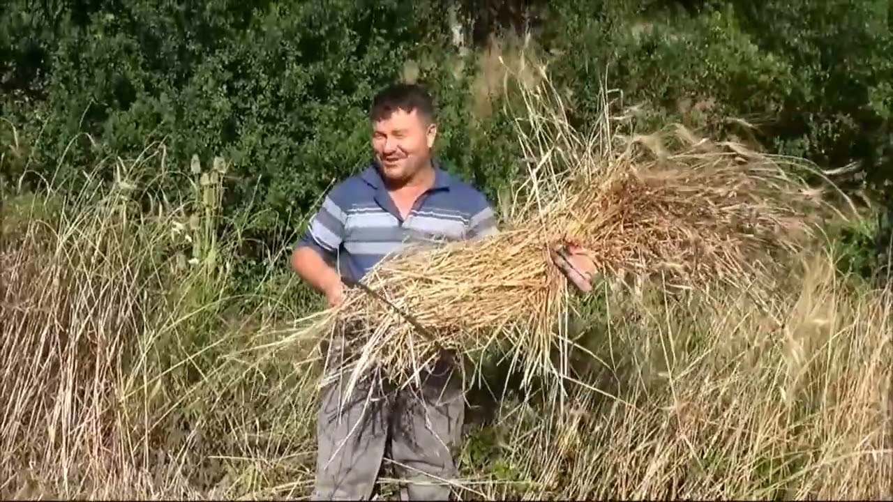 ORAKLA EKİN BİÇMEK