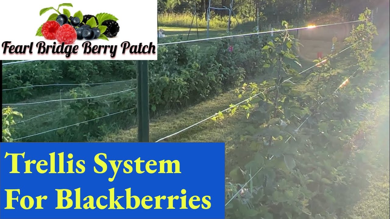 How to Install Trellis Wire - Complete Guide with wire tighteners