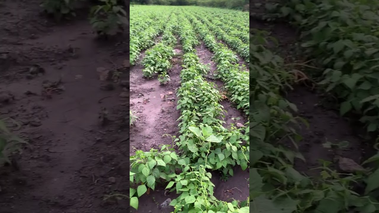 Un bonito frijol de temporal #agricultura