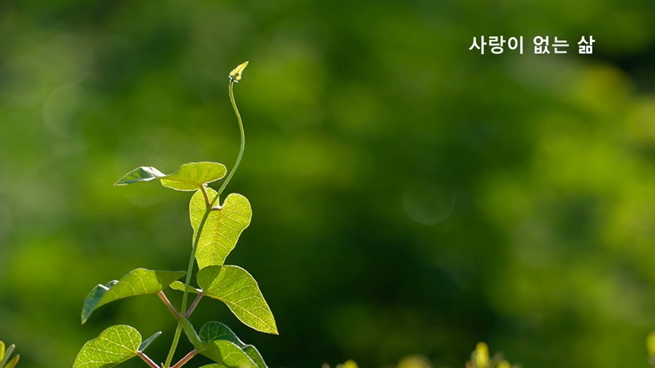 사랑이 없는 삶