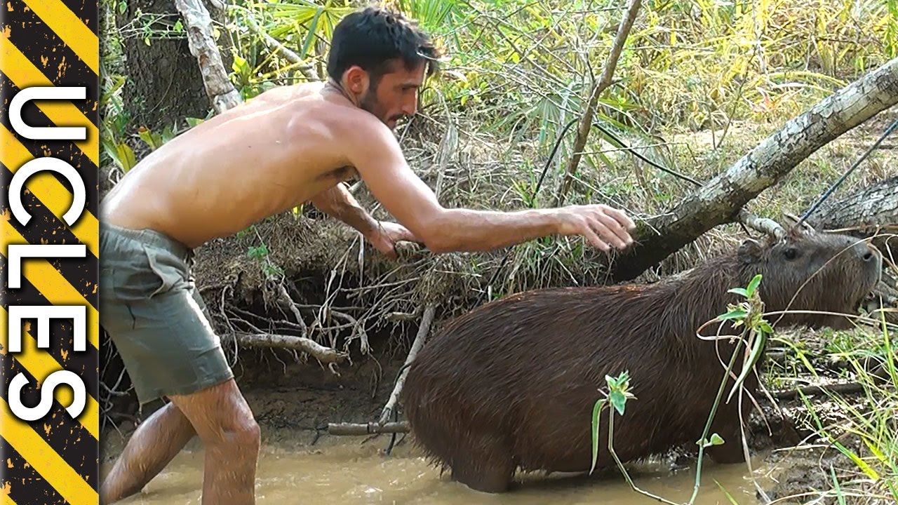 Catching the worlds largest Rodent the CAPYBARA - with Andrew Ucles