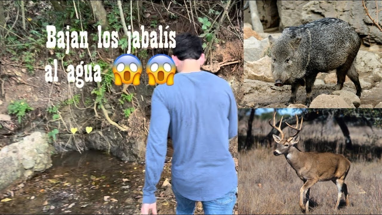 Nos tocó visitar las vacas 🐄
