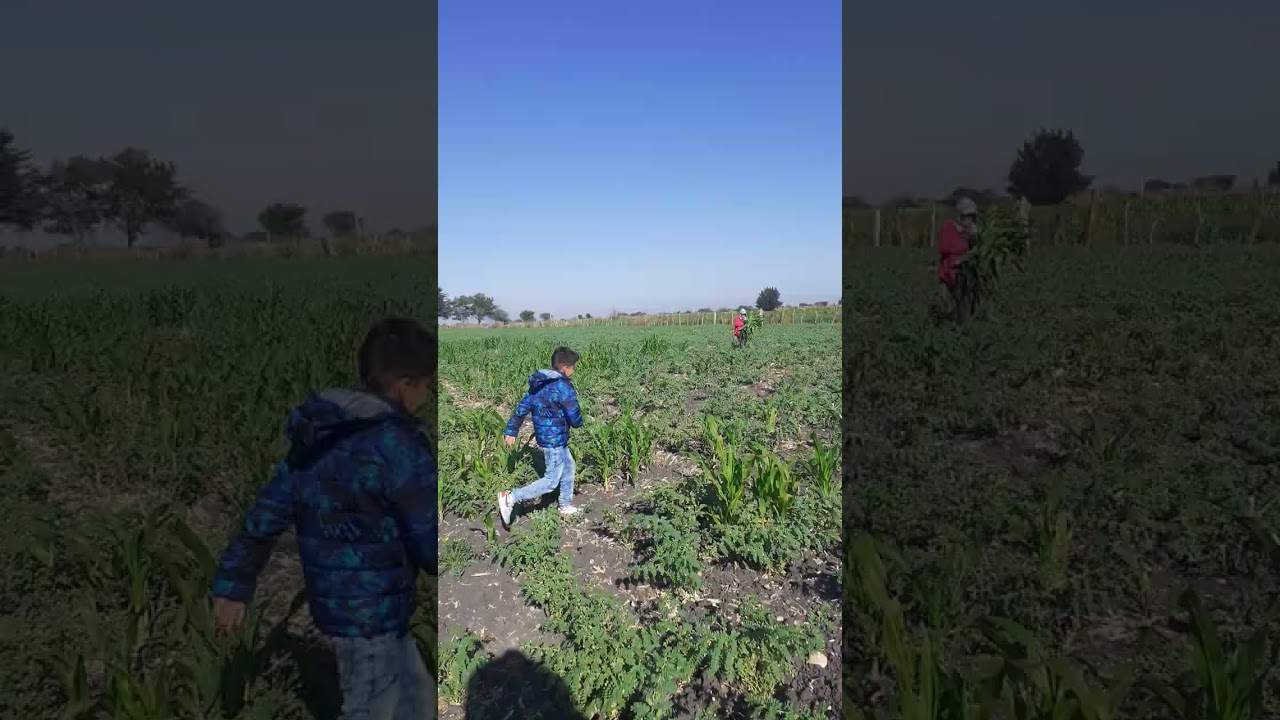 @granja los Ciruelos en labor de mi papá trabajando 