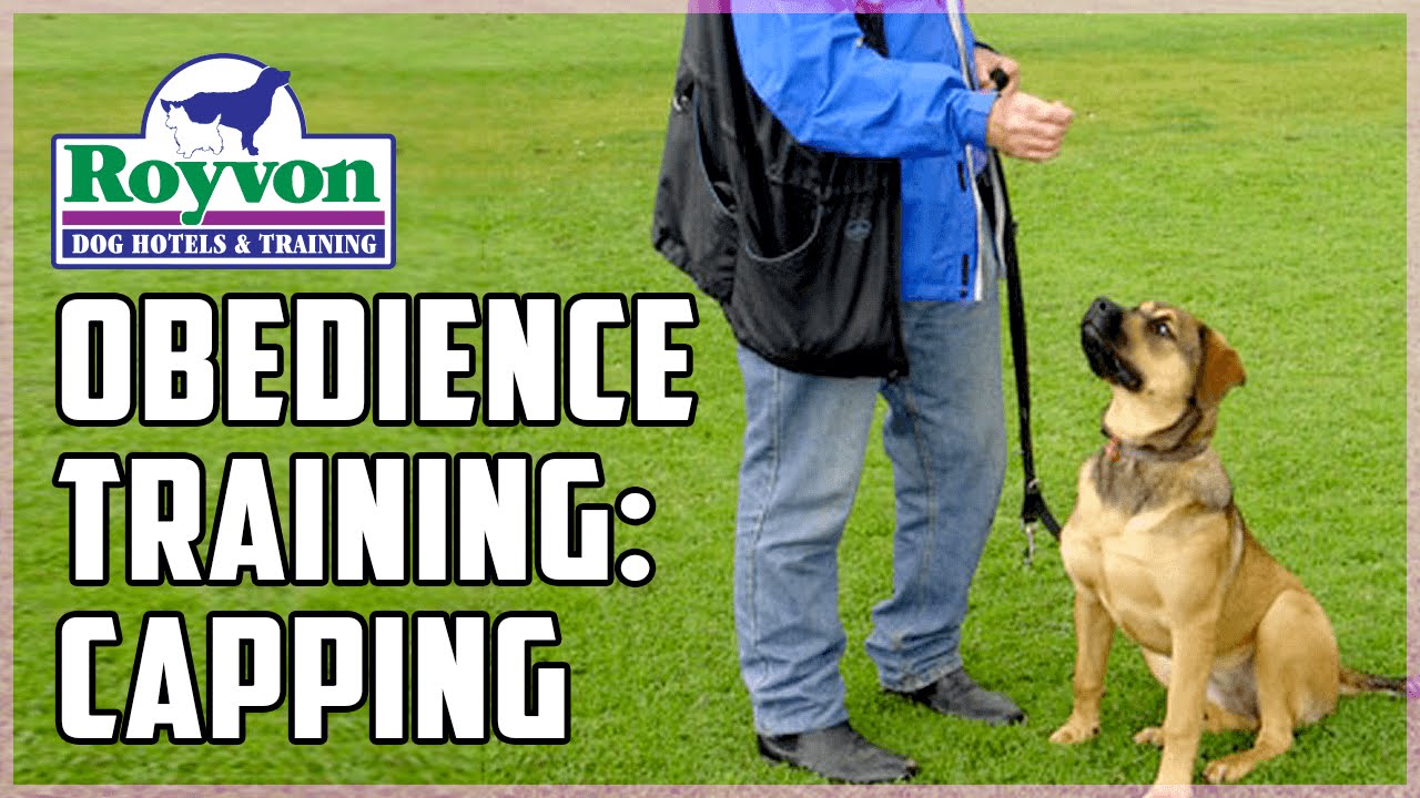 How To: Capping Dog Training and Obedience Training Work | Royvon