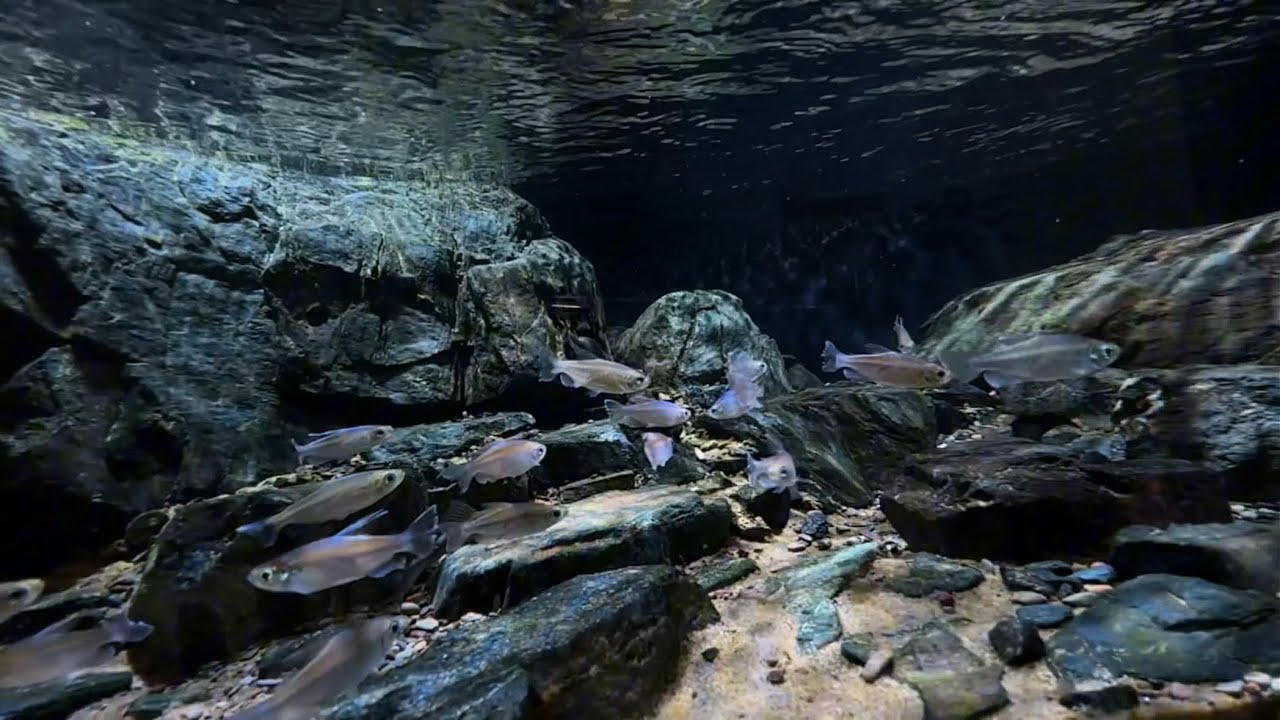 造景全过程Creating a landscape in a stream tank, dimensions 1800-600-310, with an overflow bottom filter.
