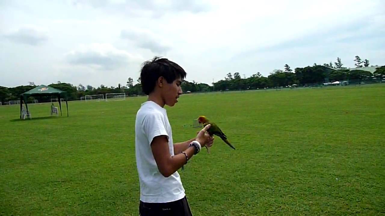 Squabbles Free flight! Sun Conure