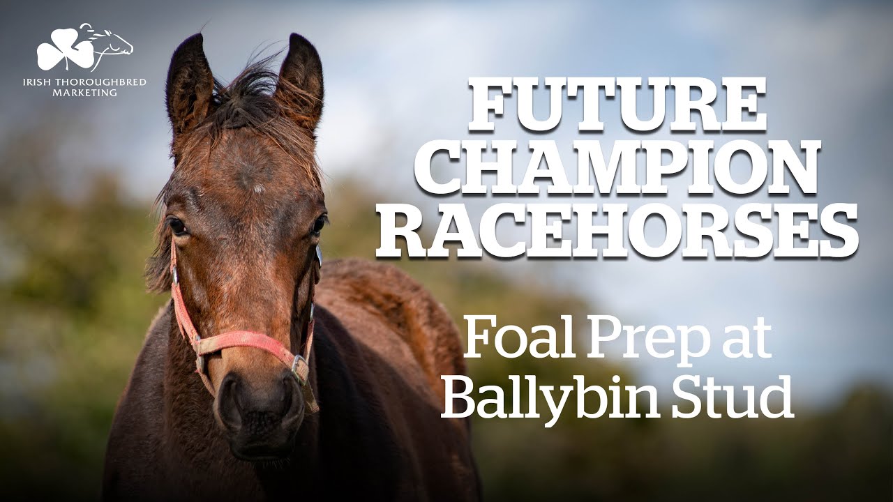 Giving Irish foals the best start in life at Ballybin Stud