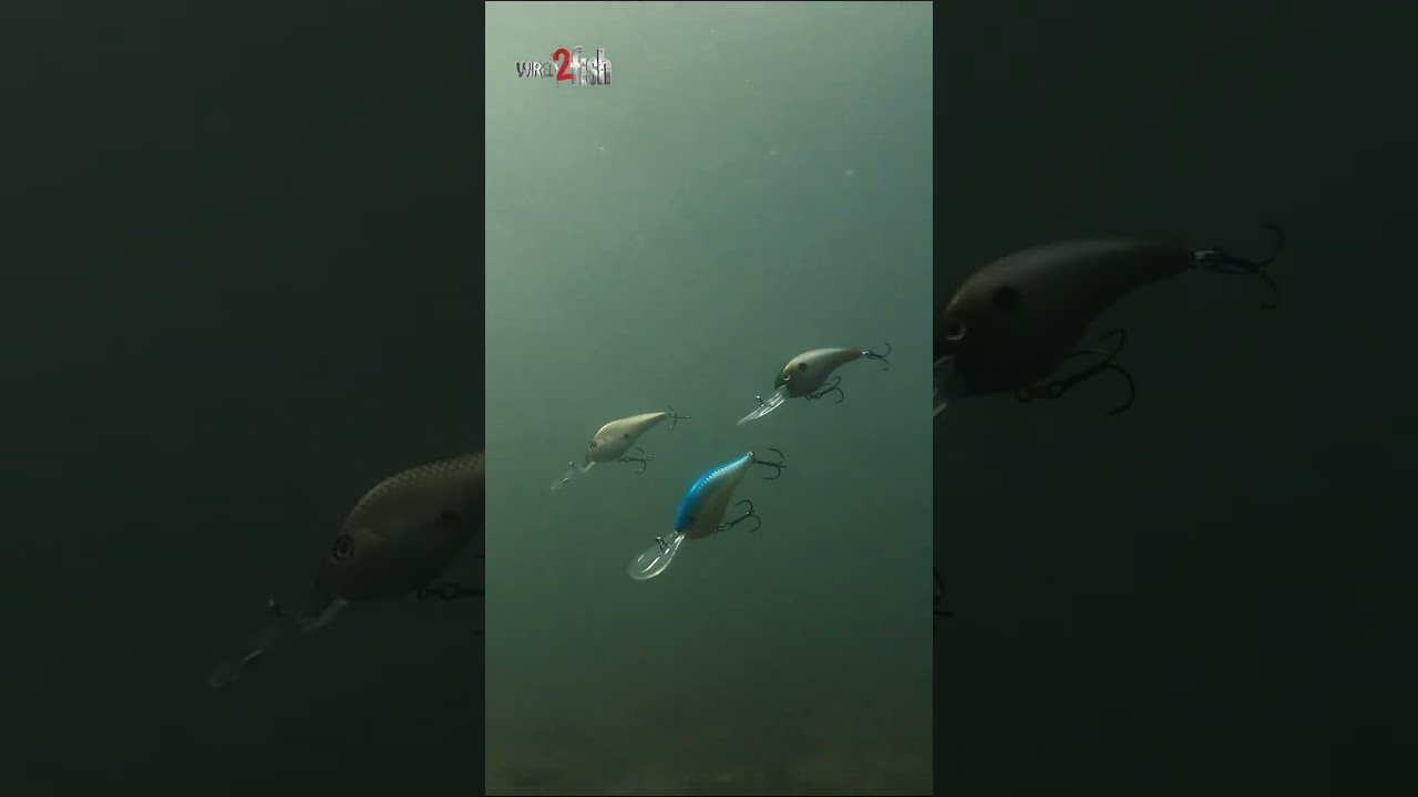 Comparing 3 Deep Diving Crankbaits Underwater #shorts