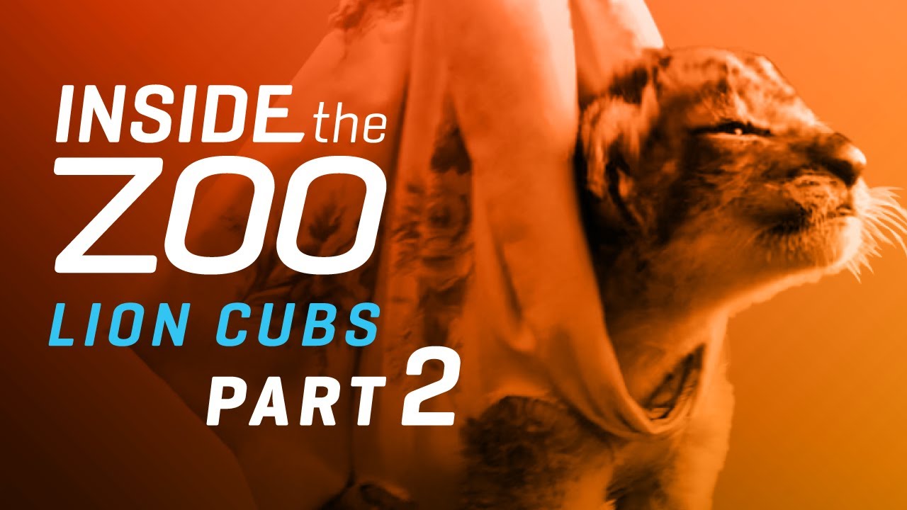 INSIDE THE ZOO - LION Cubs: Part 2