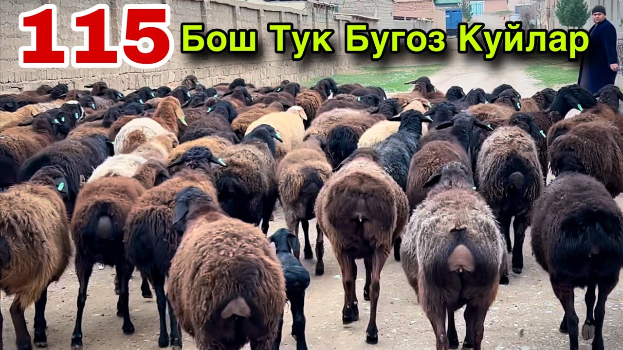 Ута Арзон Жойидан! ☎️+998 77 106 6447 ☎️+998 99 752 6447 ☎️+998 95 094 9996