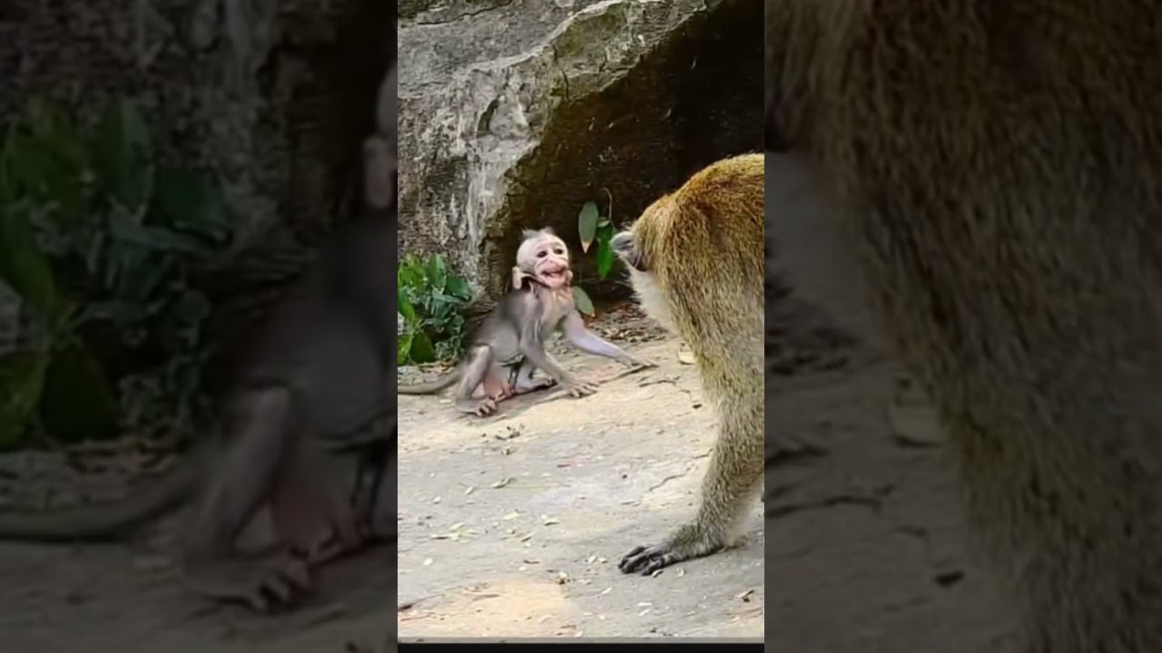 Abandoned little monkey gets bullied and gets hit. #monkeyzone #abandoned #babymonkey ​