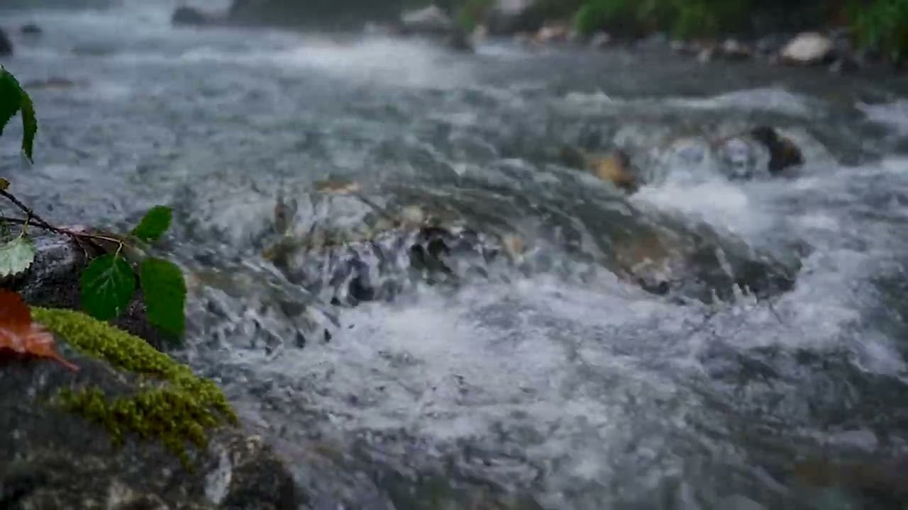 Heavy Riverflow in the Forest ASMR Relaxing Sounds  | Relaxing ASMR Nature Sounds Ambience