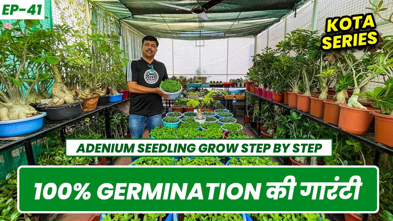 100% Germination of Adenium Seeds 🌱 Step By Step  in Hindi 😯 Kota Series EP- 41